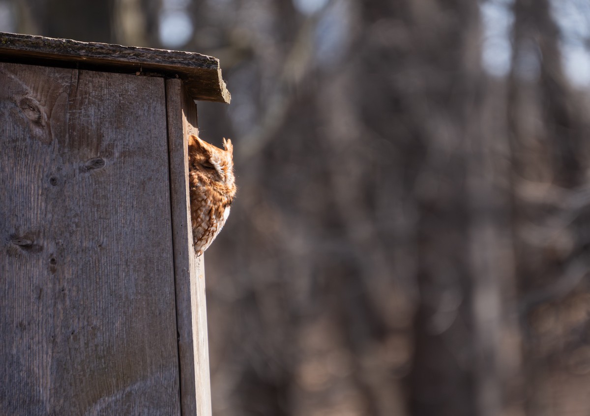 Eastern Screech-Owl - Kai Frueh