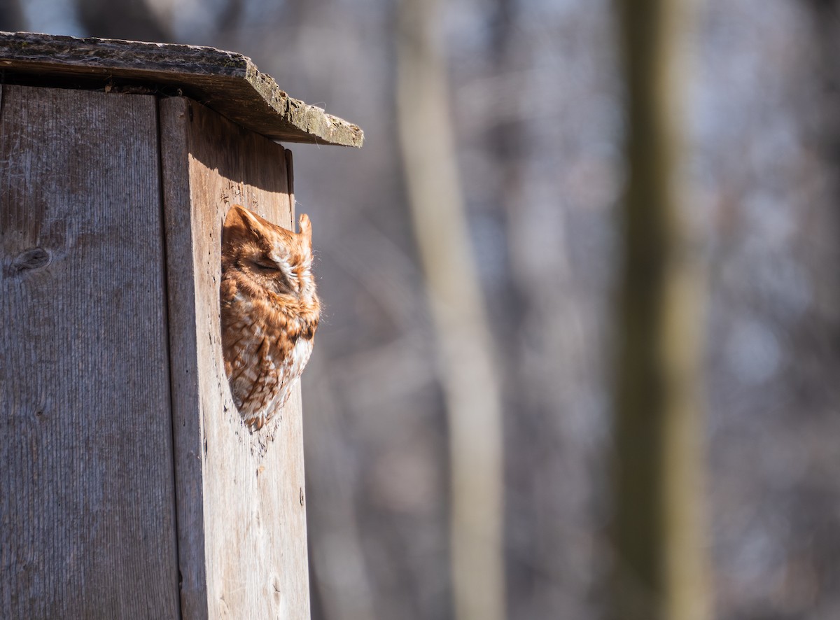 Eastern Screech-Owl - Kai Frueh