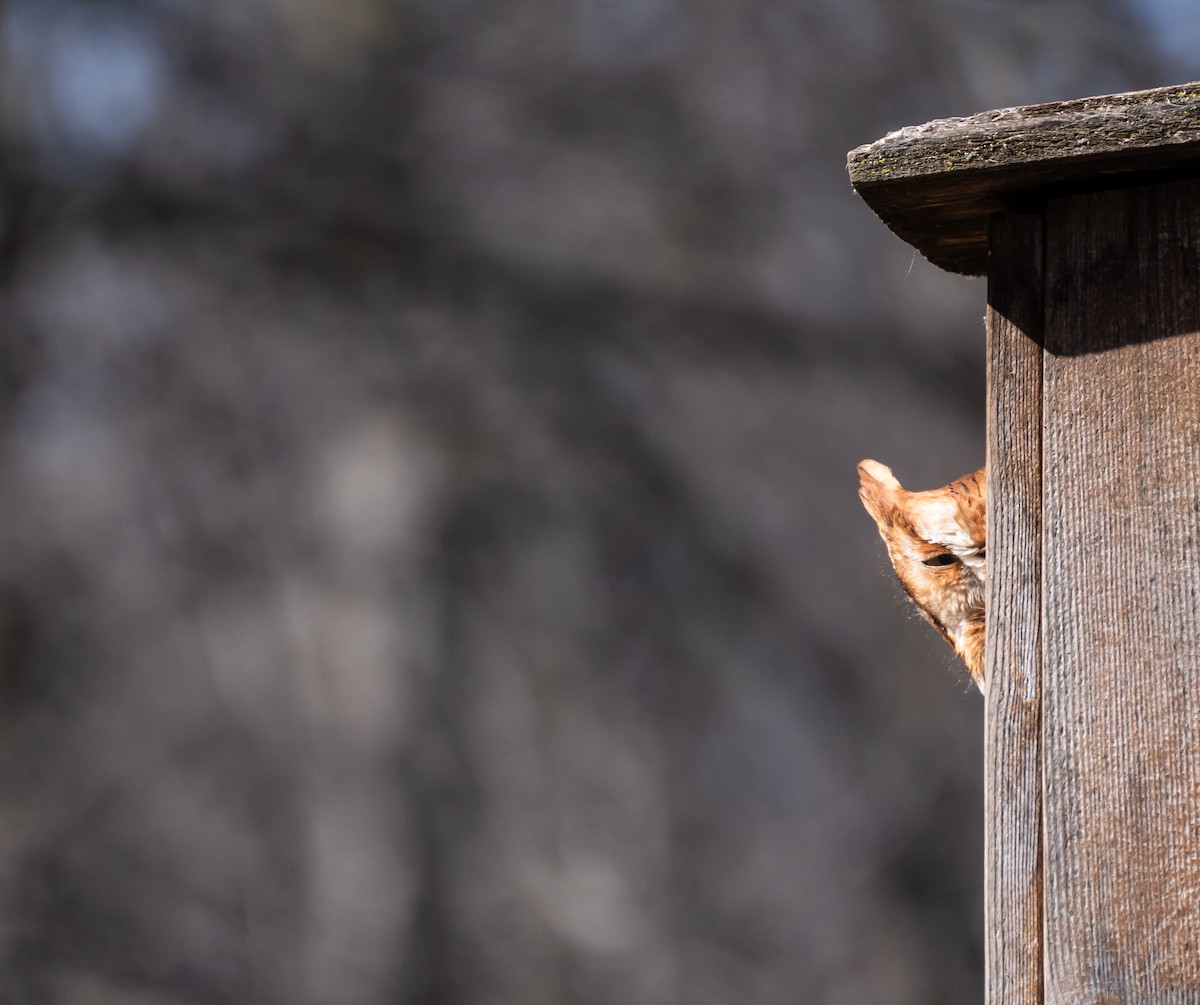 Eastern Screech-Owl - ML620617458