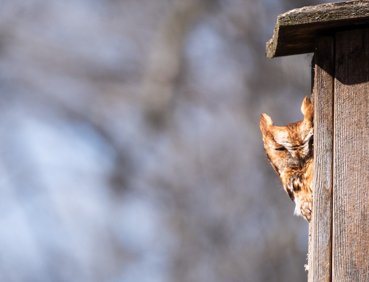 Eastern Screech-Owl - ML620617459