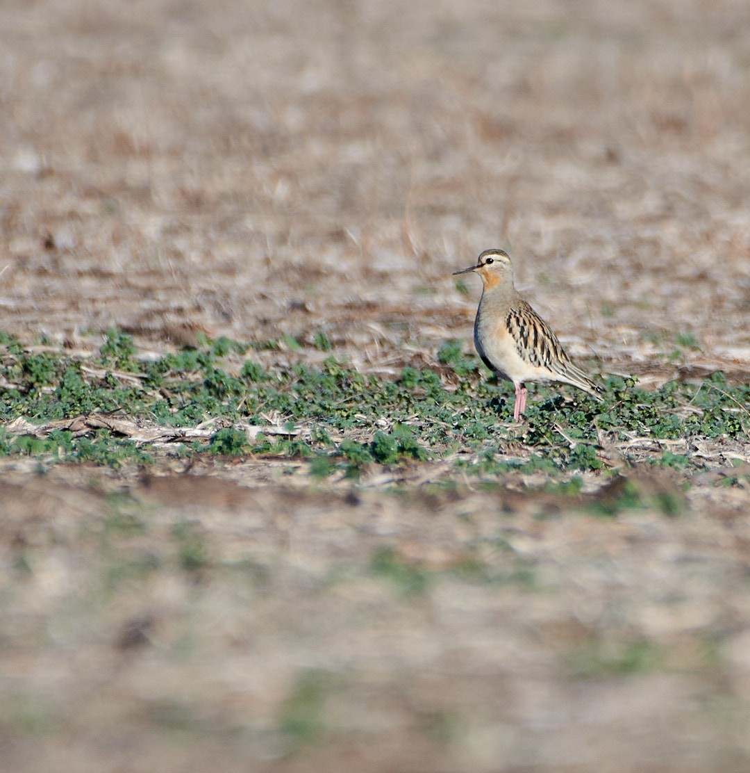 Tawny-throated Dotterel - ML620617462