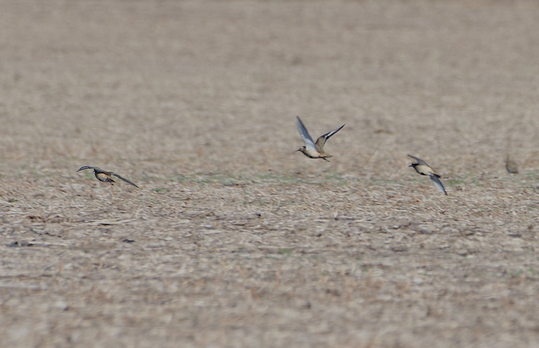 Tawny-throated Dotterel - ML620617463