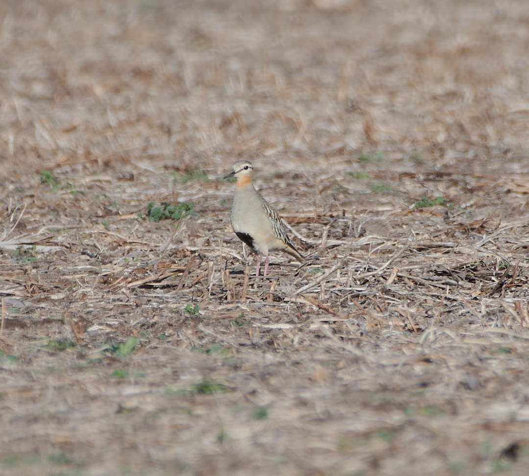 Tawny-throated Dotterel - ML620617464