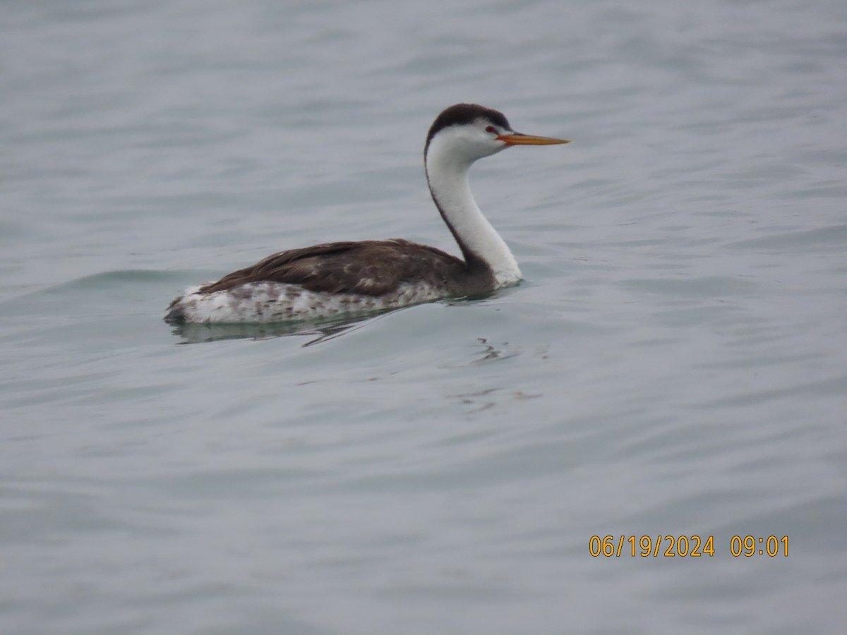 Clark's Grebe - ML620617465