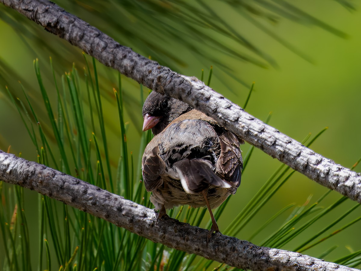 vinterjunko (oreganus gr.) - ML620617474