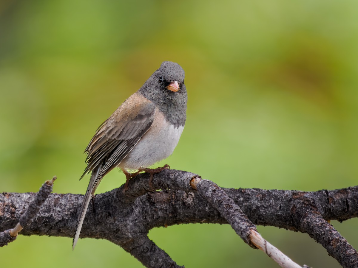 Dark-eyed Junco - ML620617475