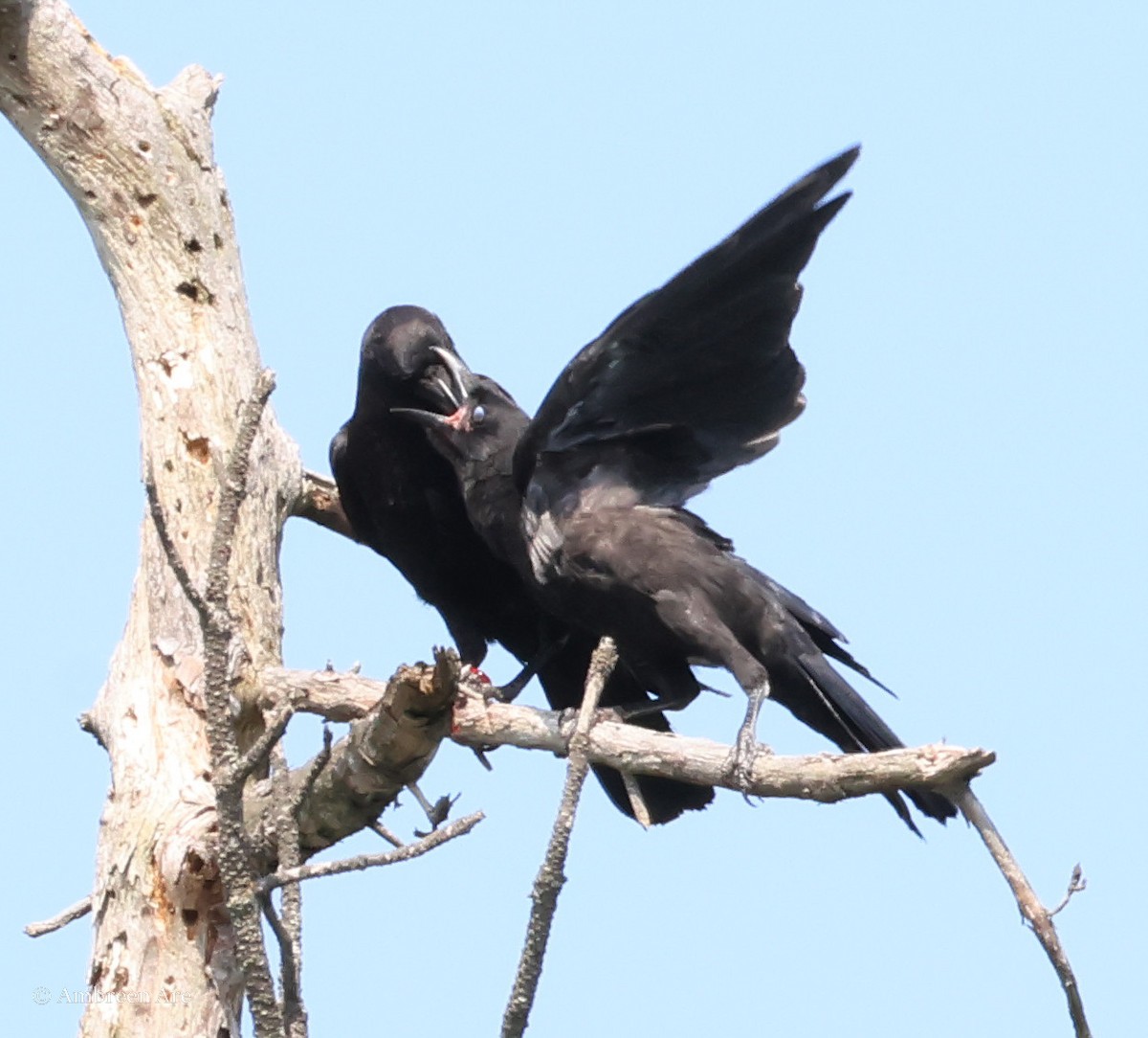 American Crow - Amber Are