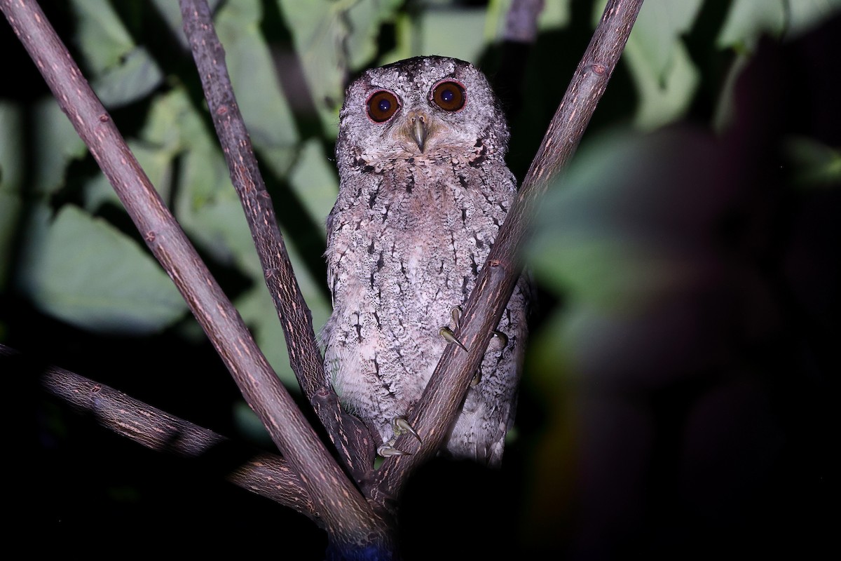 Collared Scops-Owl - ML620617490