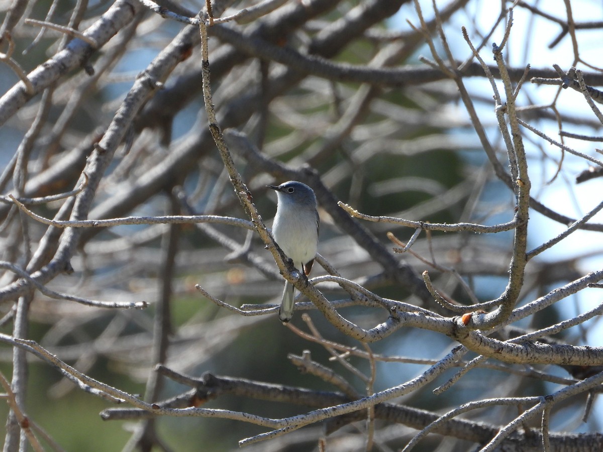 Blue-gray Gnatcatcher - ML620617494