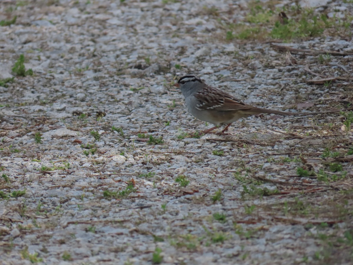 White-crowned Sparrow - ML620617497