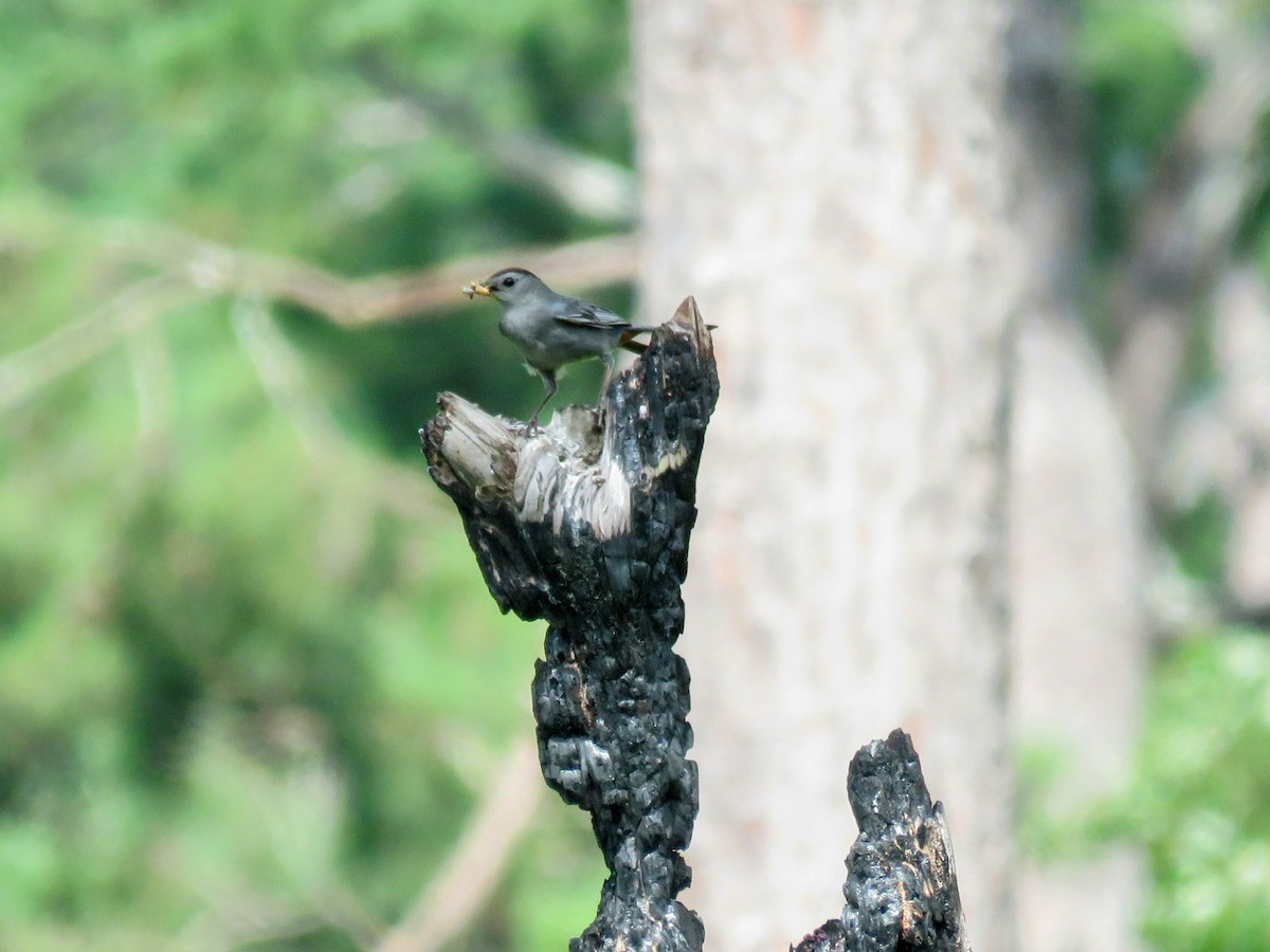 Gray Catbird - ML620617500