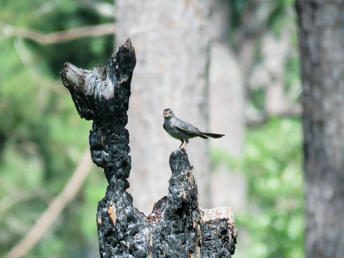 Gray Catbird - ML620617501