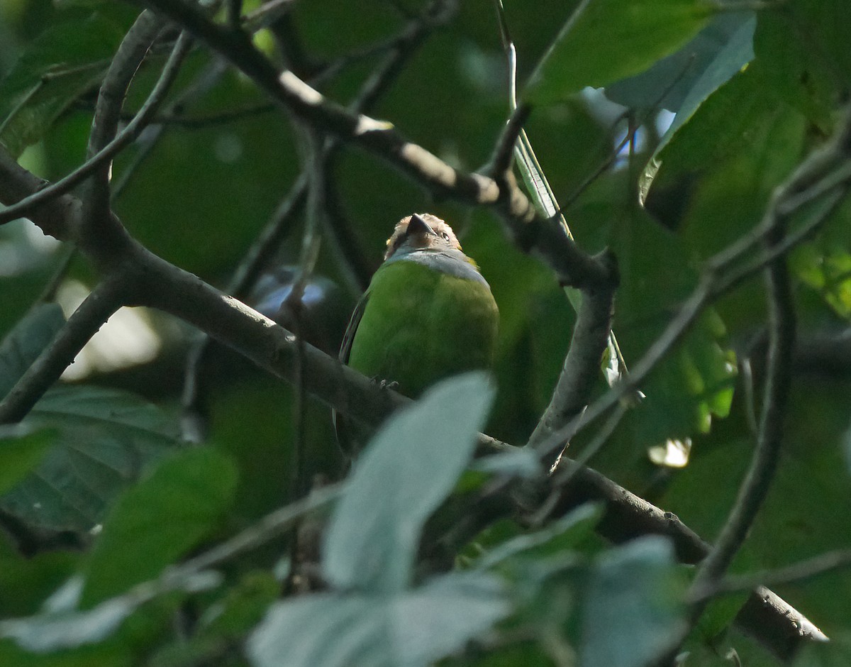 Grauer's Broadbill - ML620617504