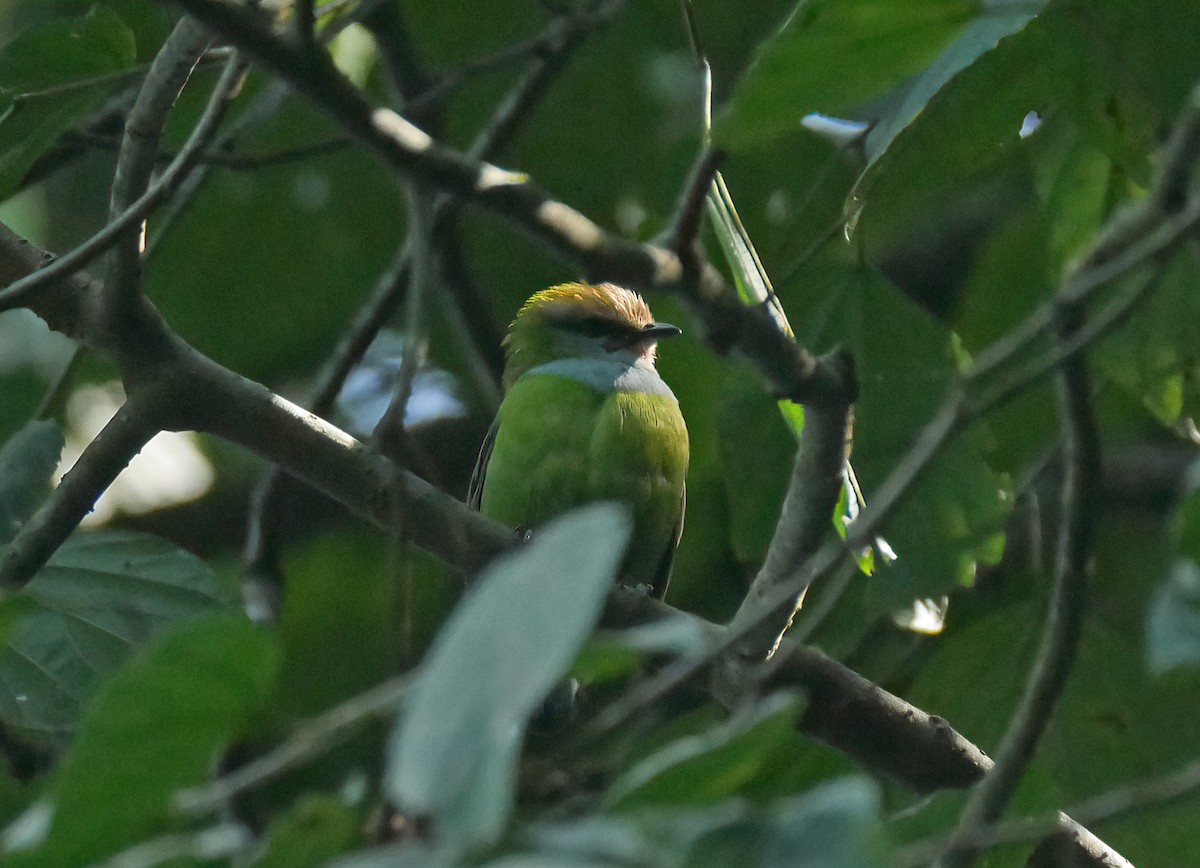 Grauer's Broadbill - ML620617505