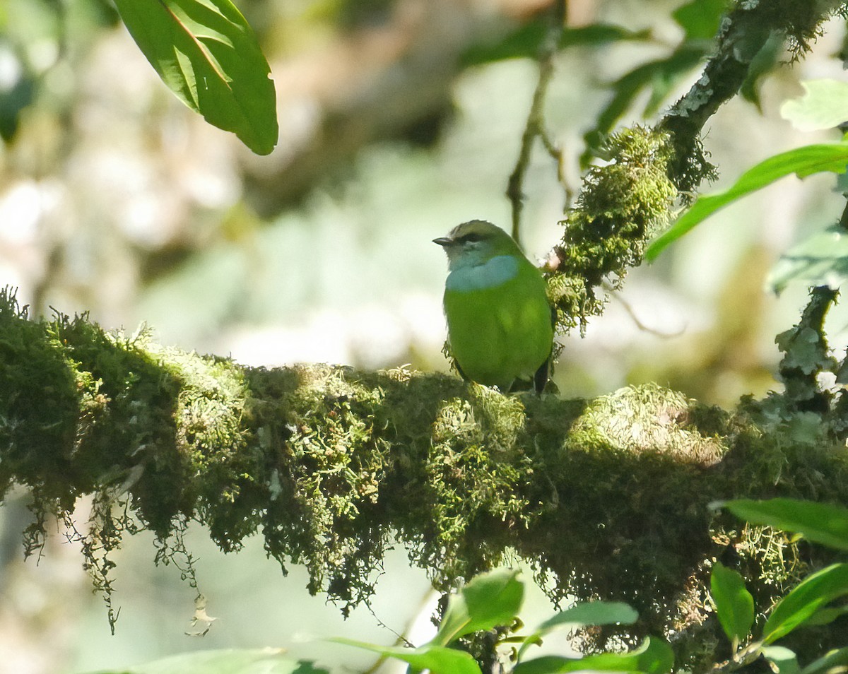 Grauer's Broadbill - ML620617506