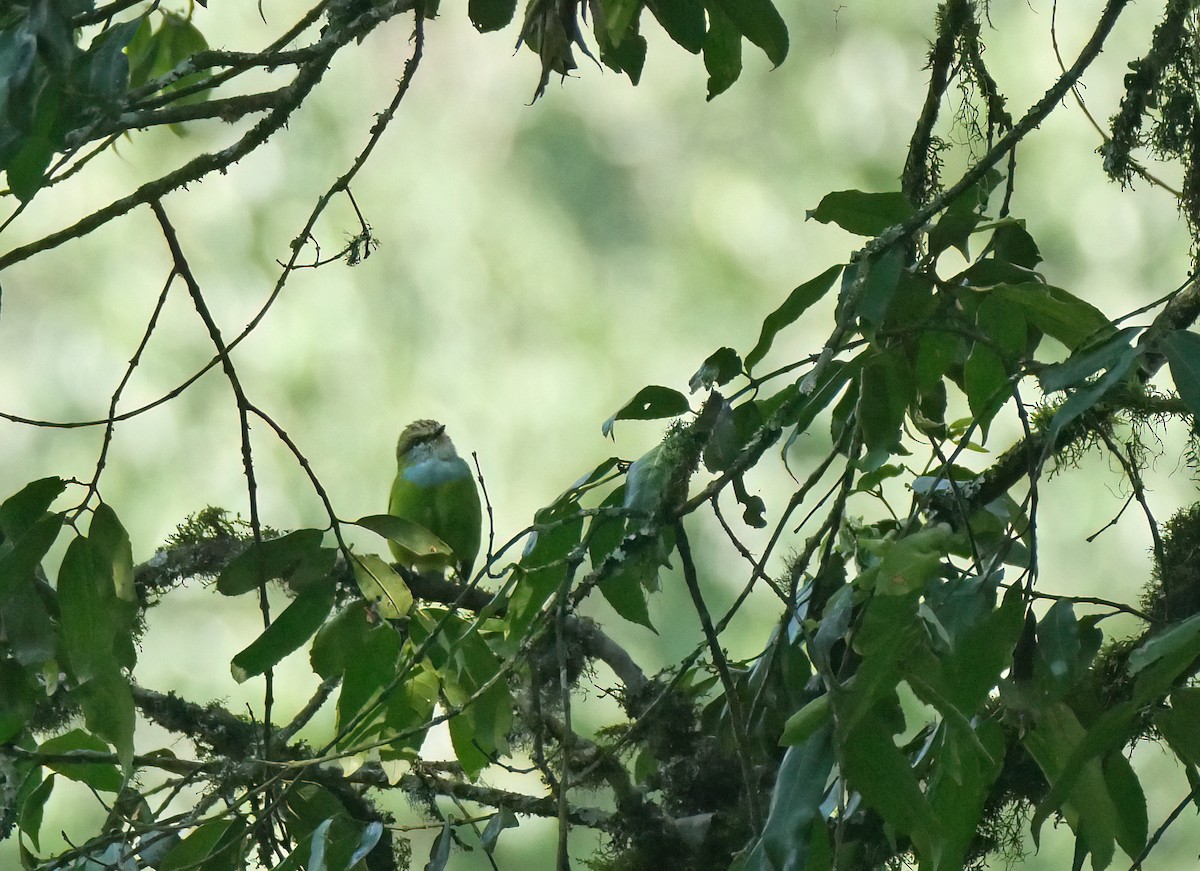 Grauer's Broadbill - ML620617507