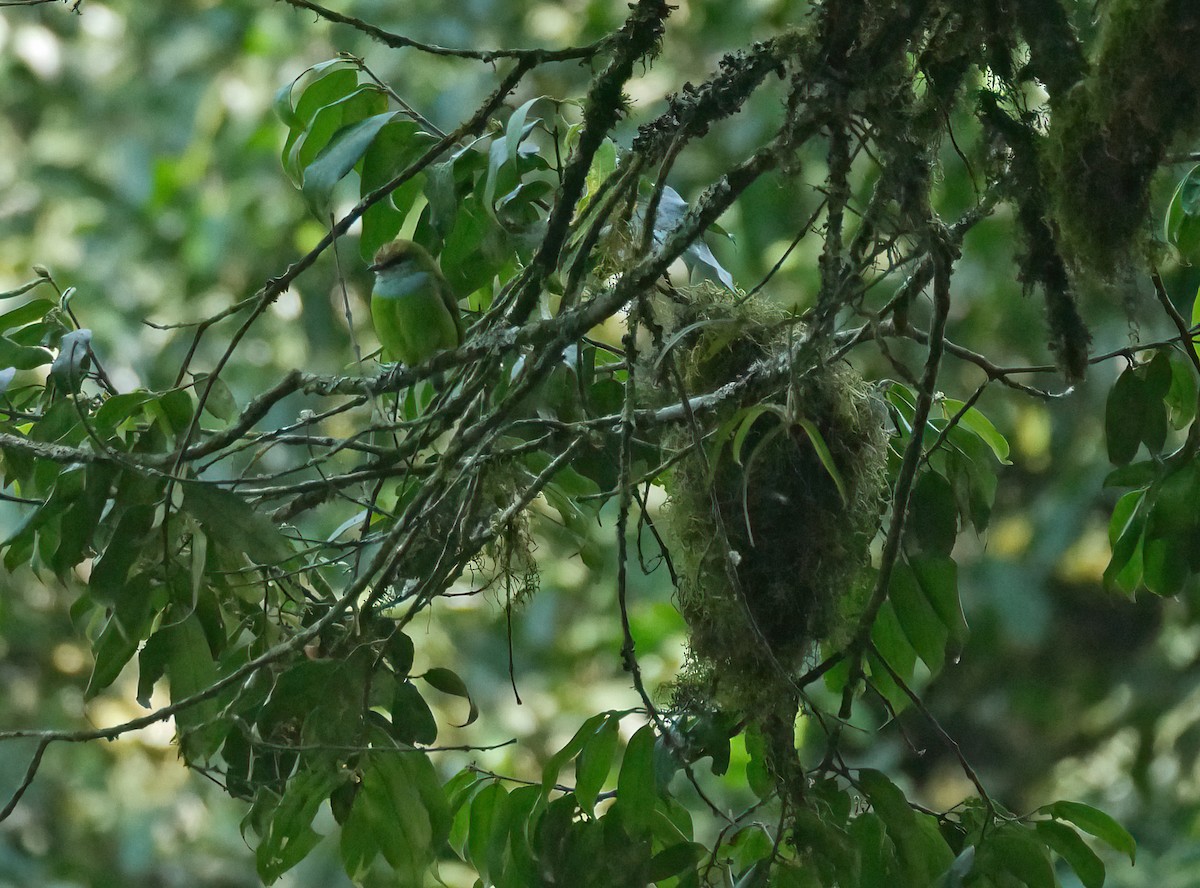 Grauer's Broadbill - Steve Young