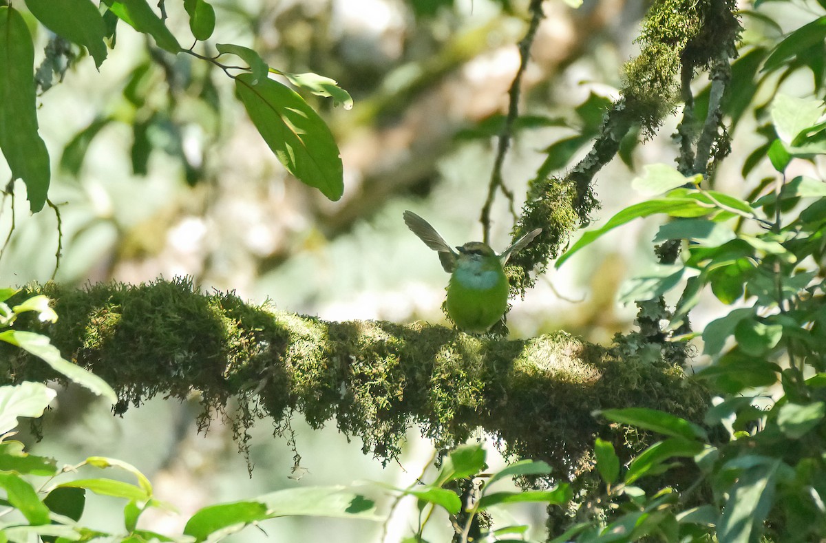 Grauer's Broadbill - ML620617509