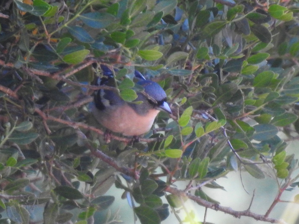 African Chaffinch - ML620617514