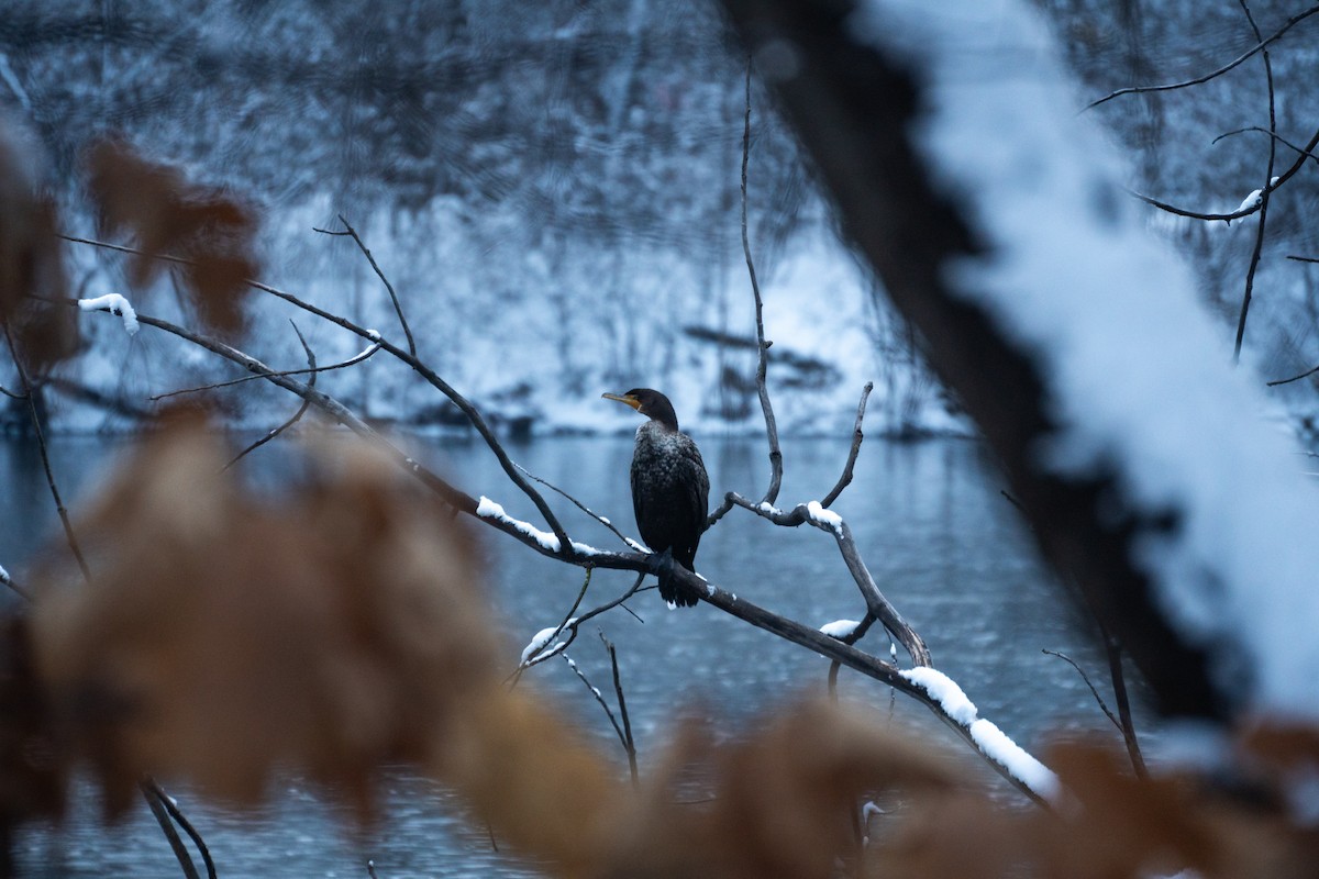 Cormorán Orejudo - ML620617518