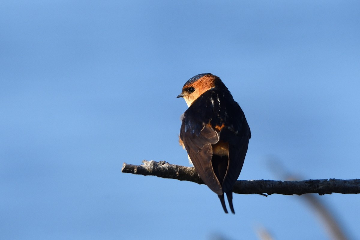 Red-rumped Swallow - ML620617519