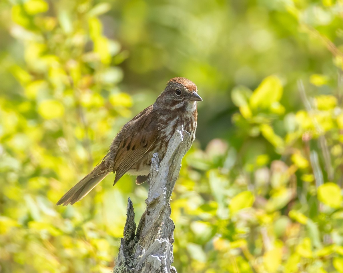 Song Sparrow - ML620617520