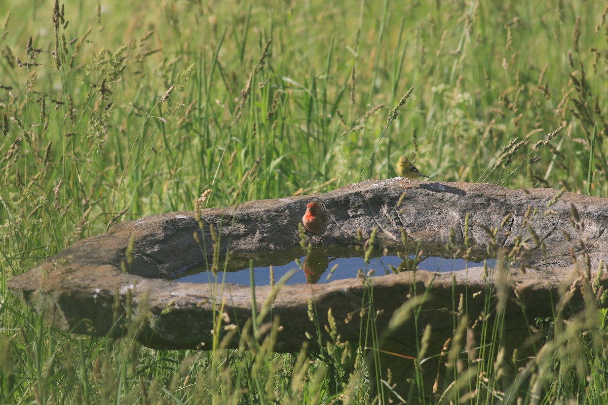 House Finch - ML620617521