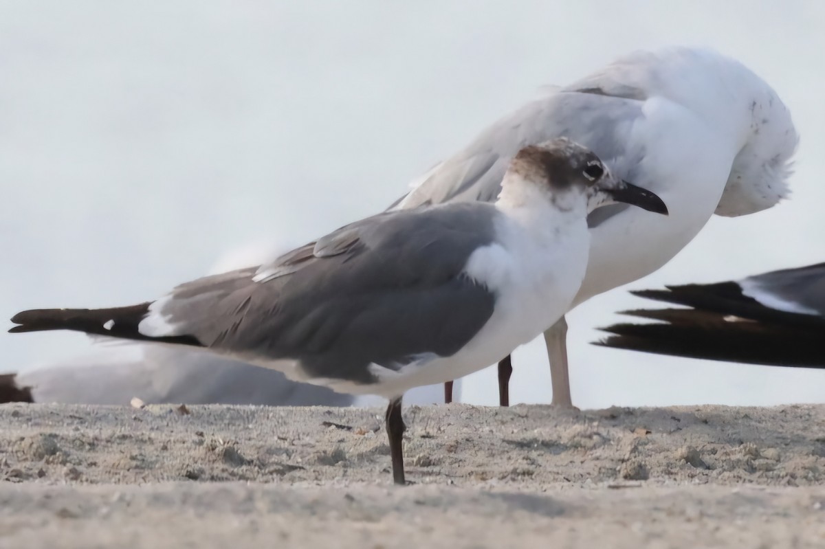 Mouette atricille - ML620617524