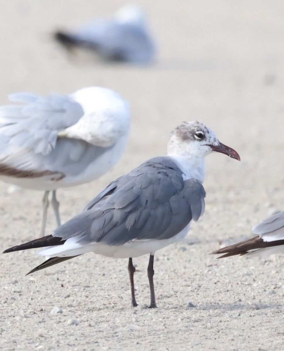 Mouette atricille - ML620617525