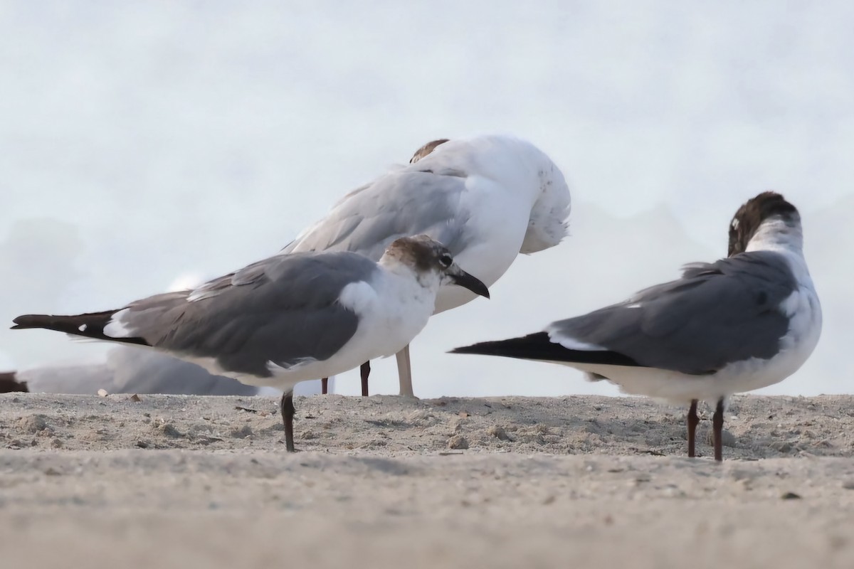 Mouette atricille - ML620617526