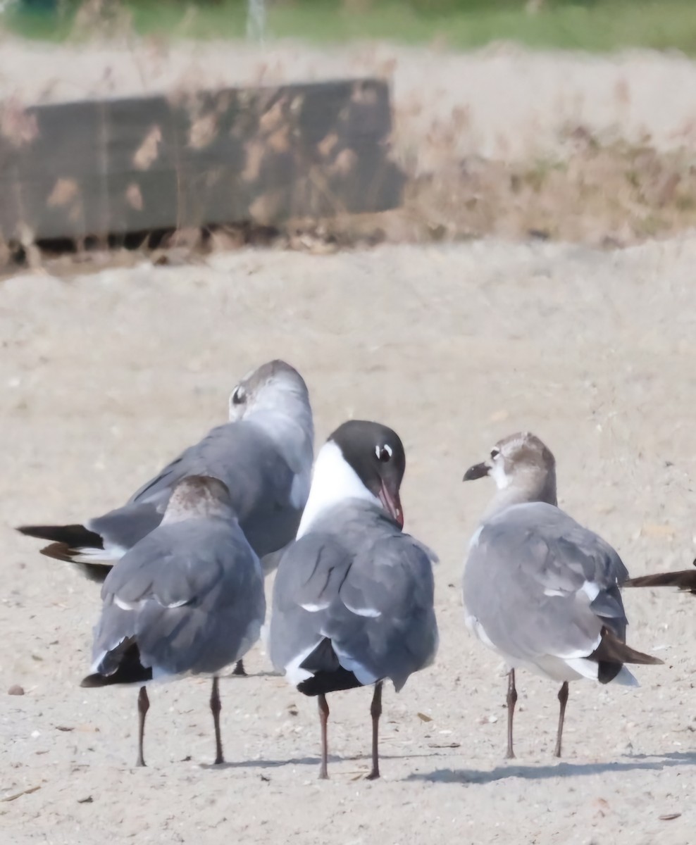 Laughing Gull - ML620617528