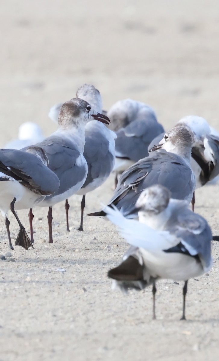 Mouette atricille - ML620617529