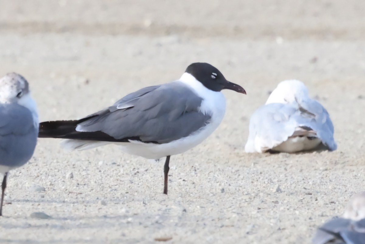 Mouette atricille - ML620617530