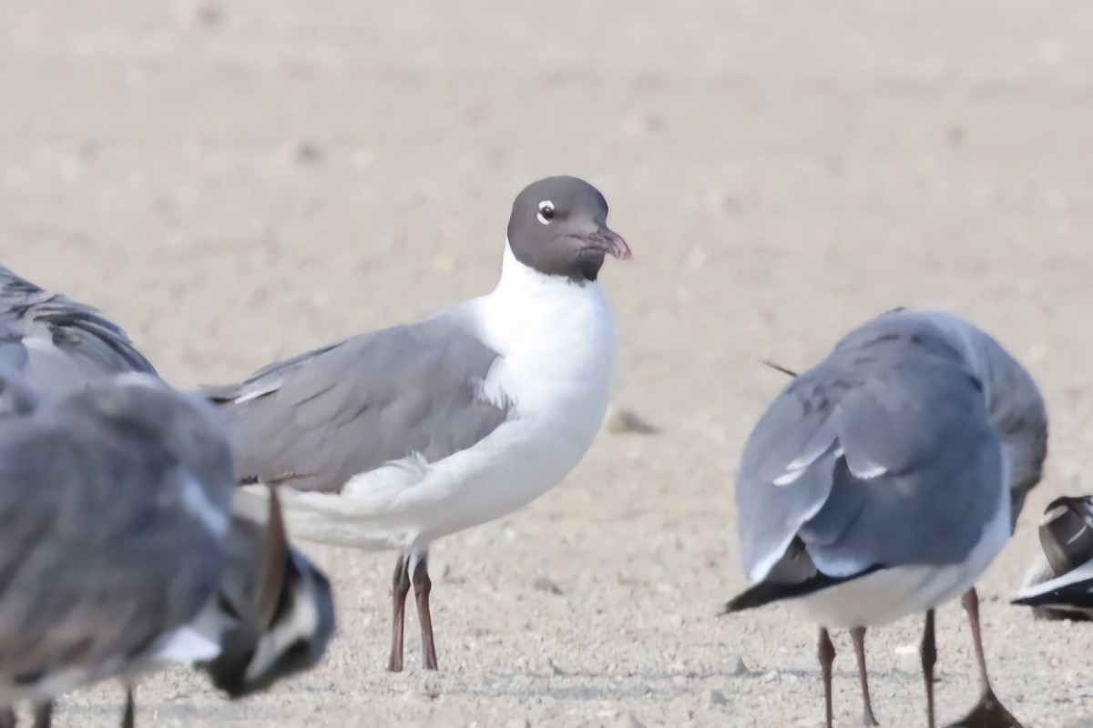 Gaviota Guanaguanare - ML620617531