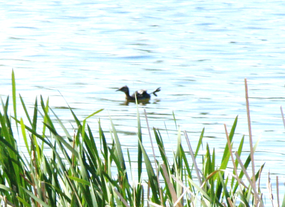 Red-necked Grebe - ML620617533