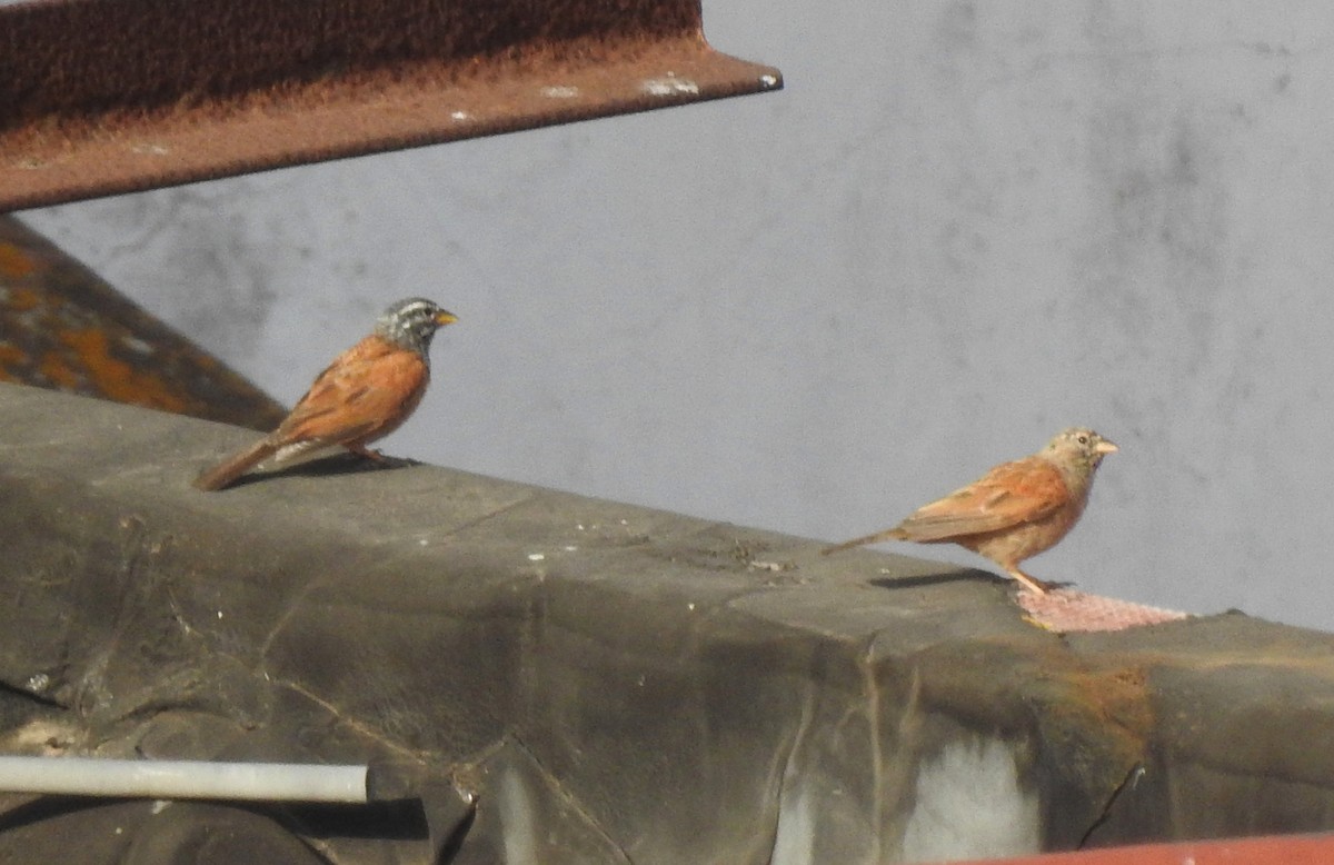 House Bunting - ML620617537