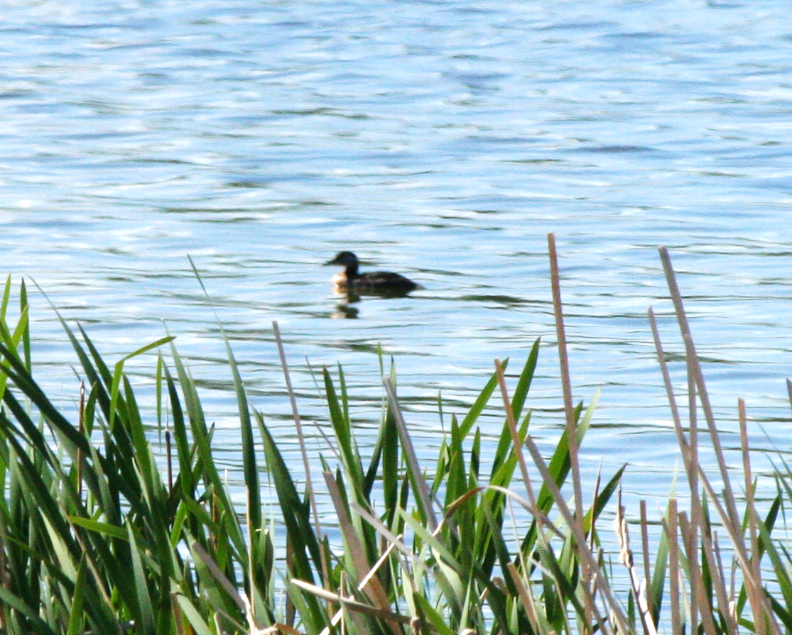 Red-necked Grebe - ML620617538
