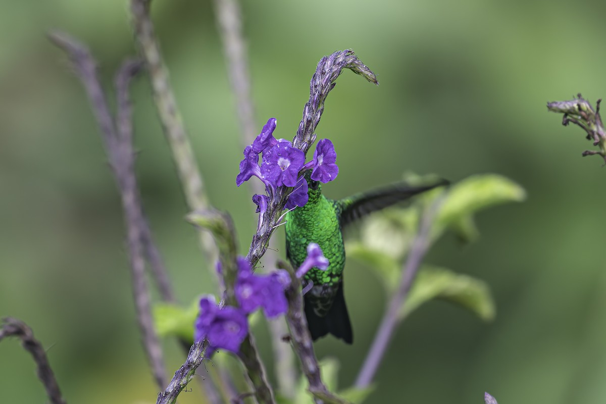 Steely-vented Hummingbird - ML620617553