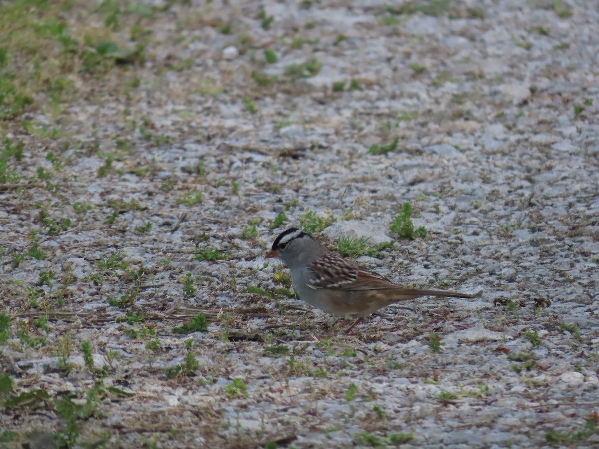 White-crowned Sparrow - ML620617554