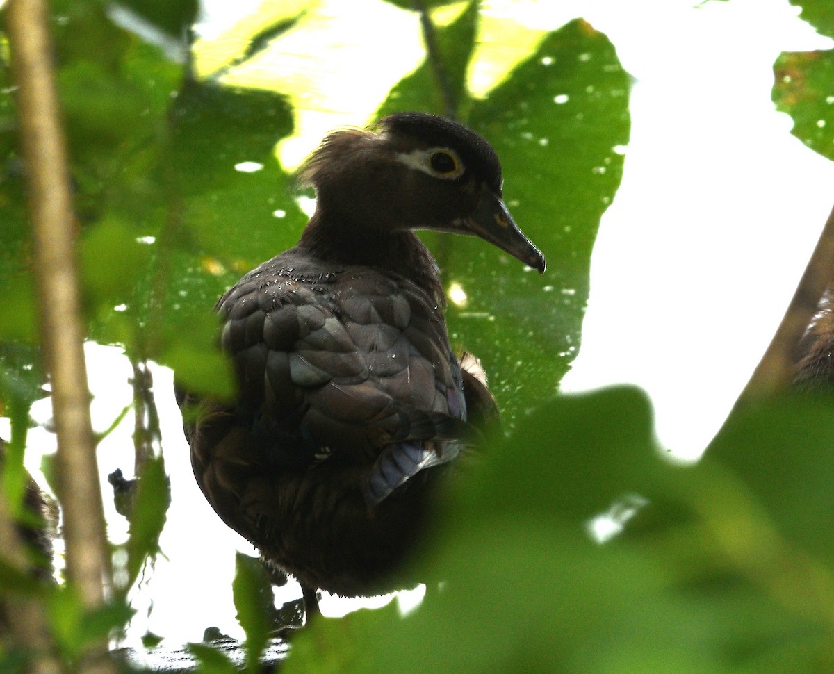 Wood Duck - ML620617562