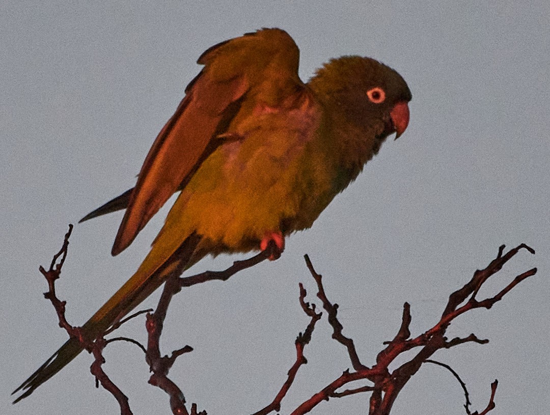 Conure à tête bleue - ML620617566