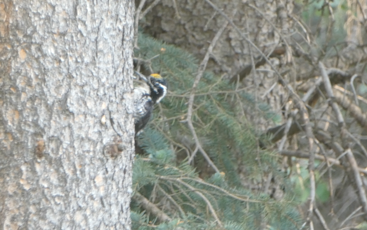 American Three-toed Woodpecker - ML620617568