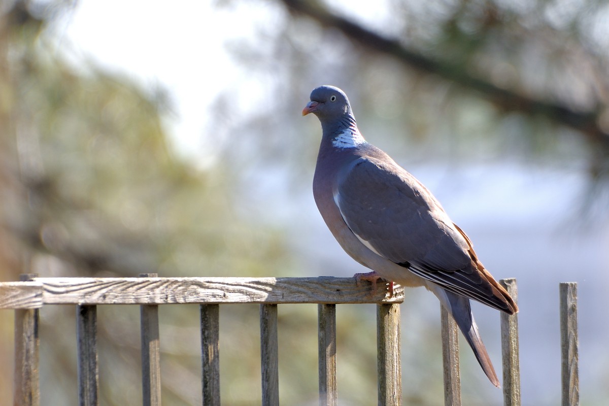 Common Wood-Pigeon - ML620617569