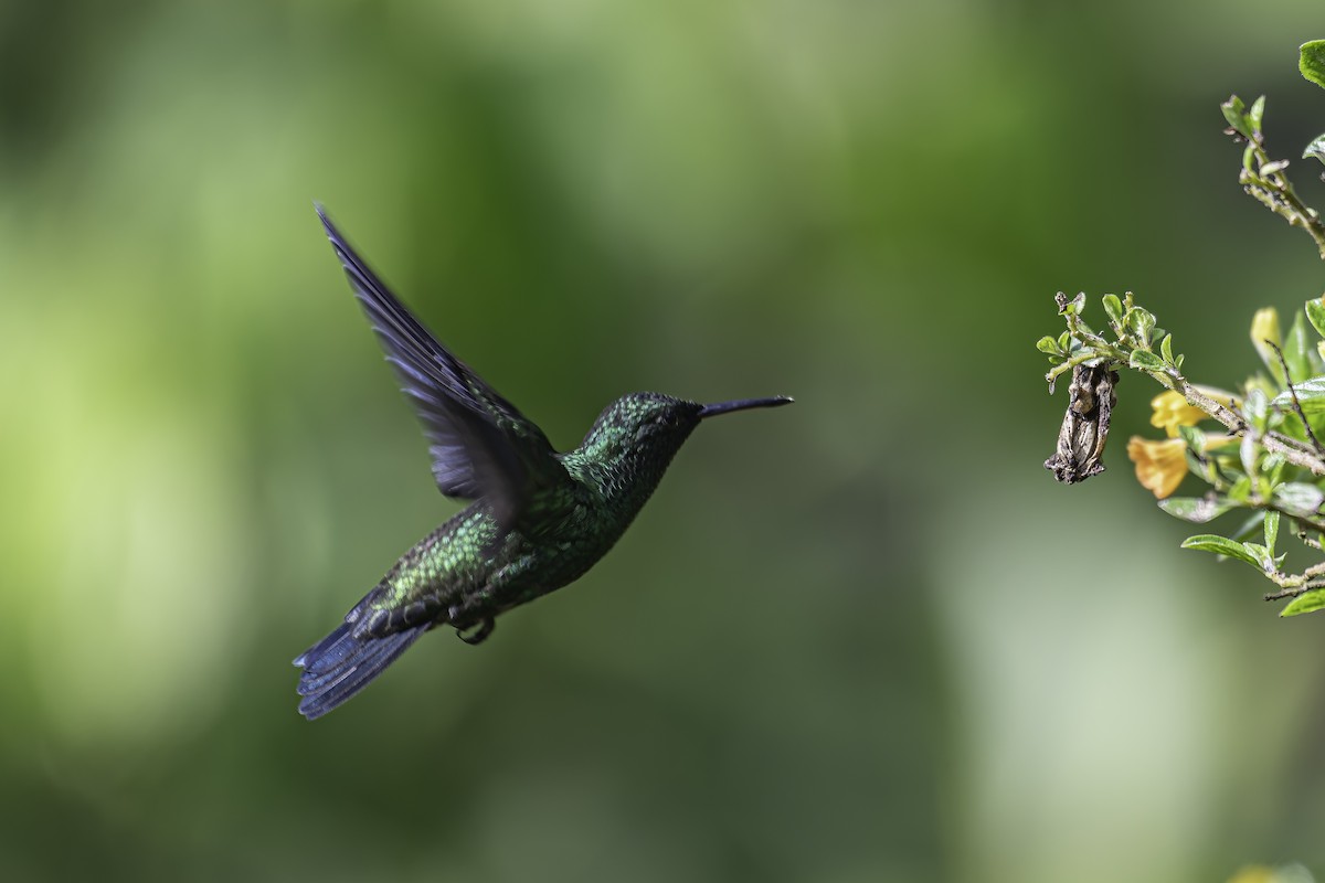 Steely-vented Hummingbird - ML620617570