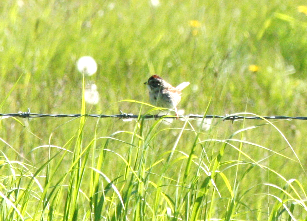 Swamp Sparrow - ML620617571