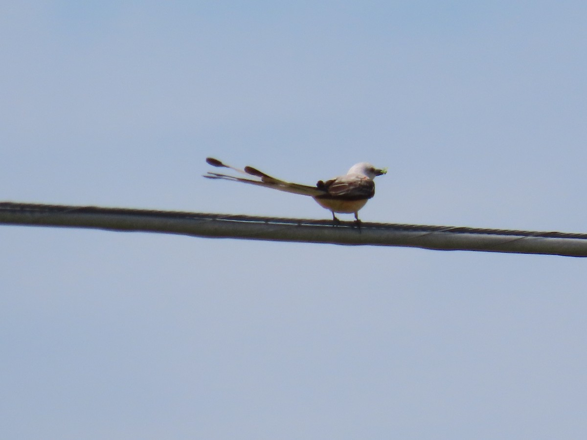 Scissor-tailed Flycatcher - ML620617573