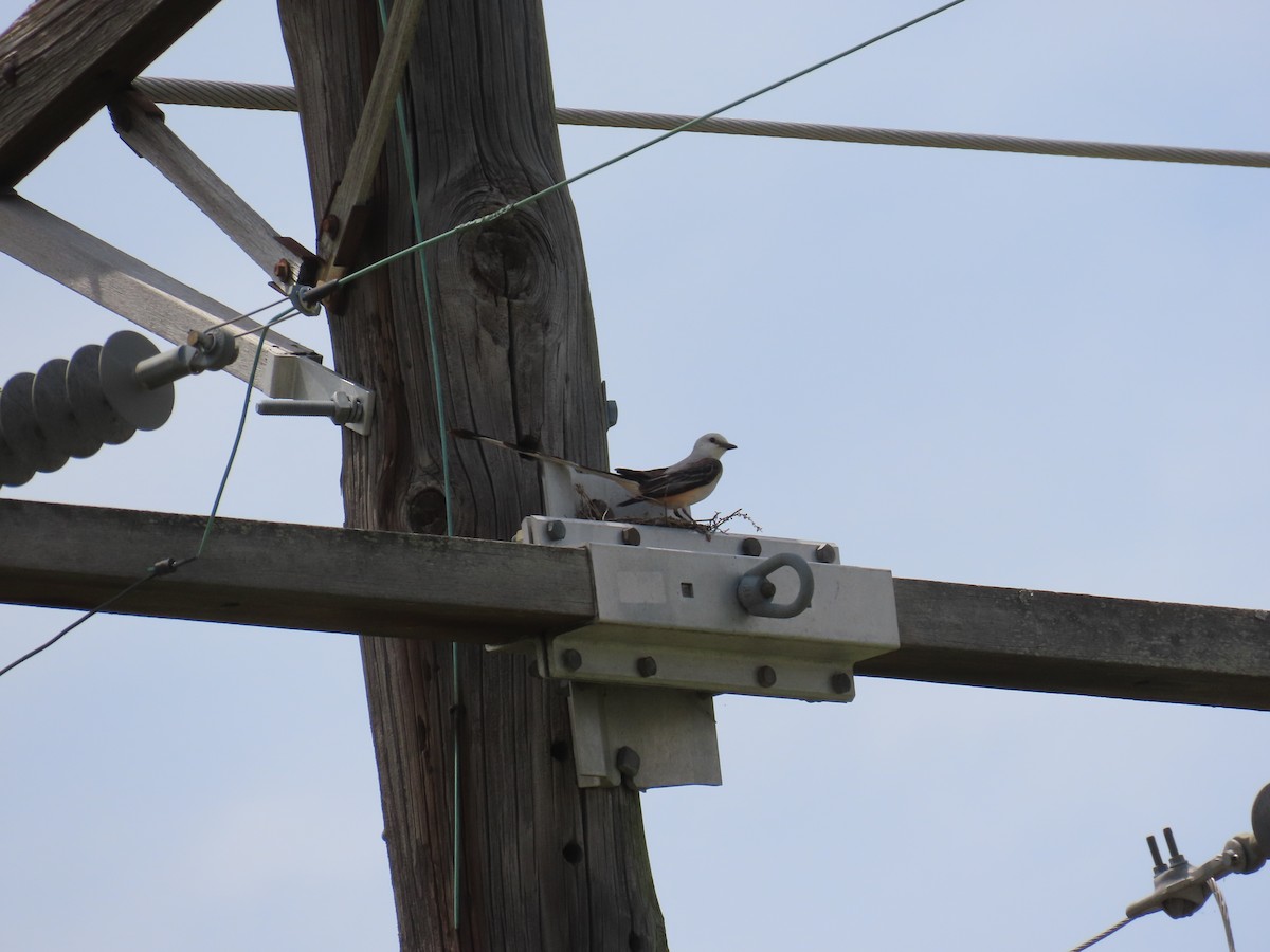 Scissor-tailed Flycatcher - ML620617575