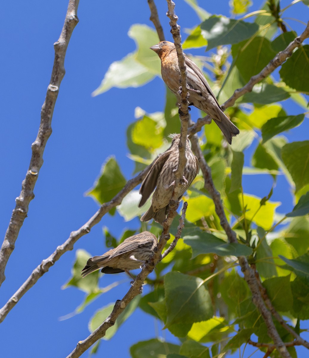 House Finch - ML620617576