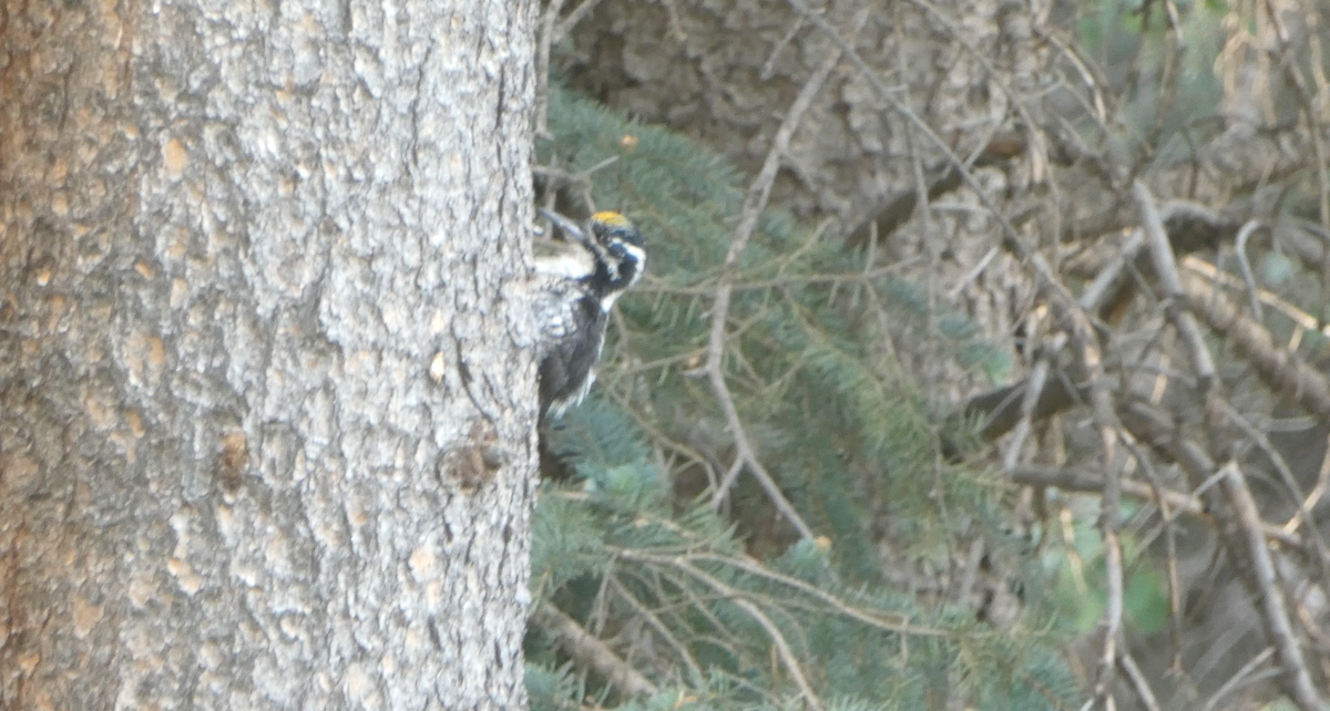 American Three-toed Woodpecker - ML620617586