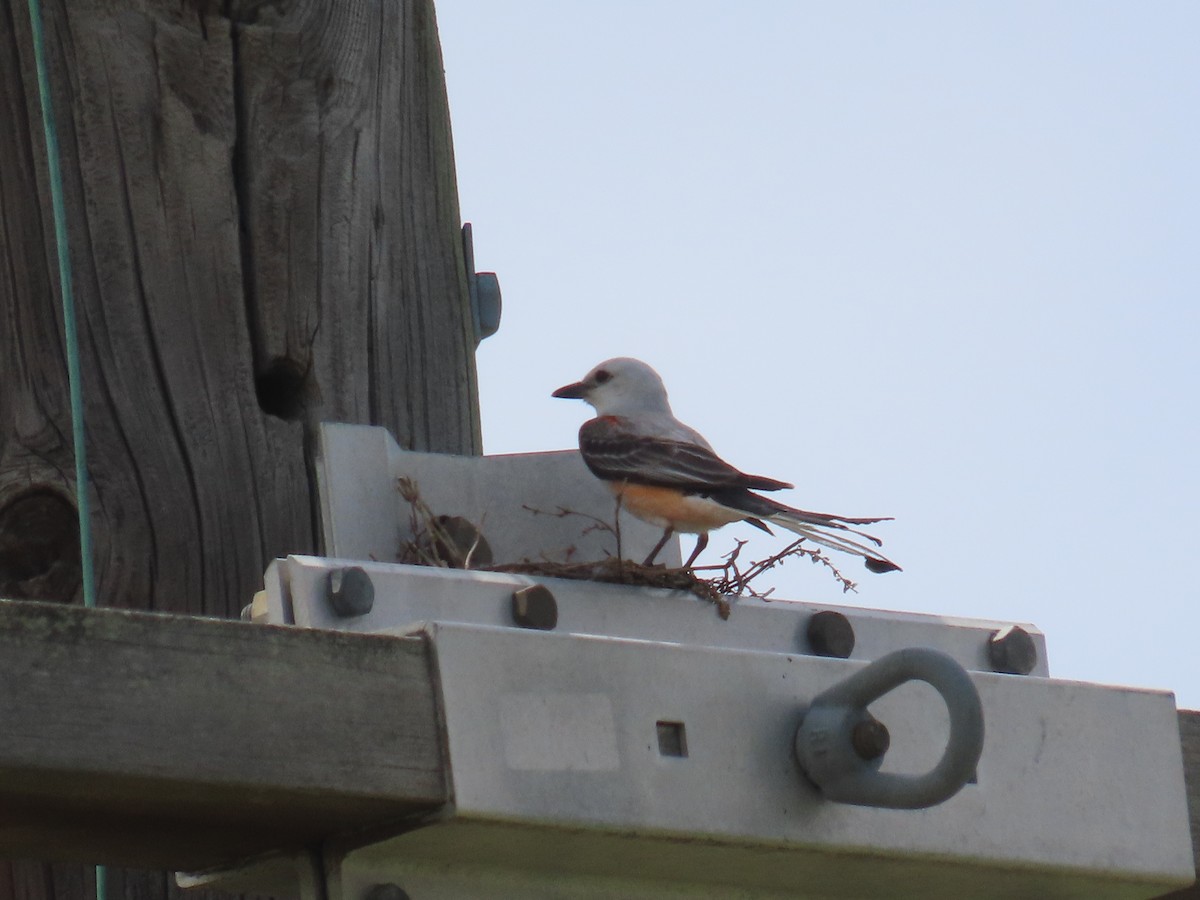 Scissor-tailed Flycatcher - ML620617589